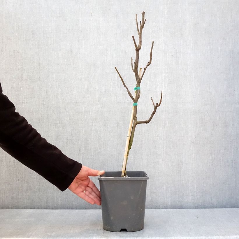 Example of Poirier nain Fruit Me Pear Me Conférence Pot de 4L/5L, Nain as you get in hiver