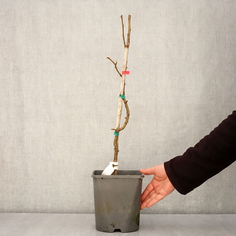 Example of Poirier nain Fruit Me Pear Me William Bon-Chrétien Pot de 4L/5L, Nain as you get in printemps