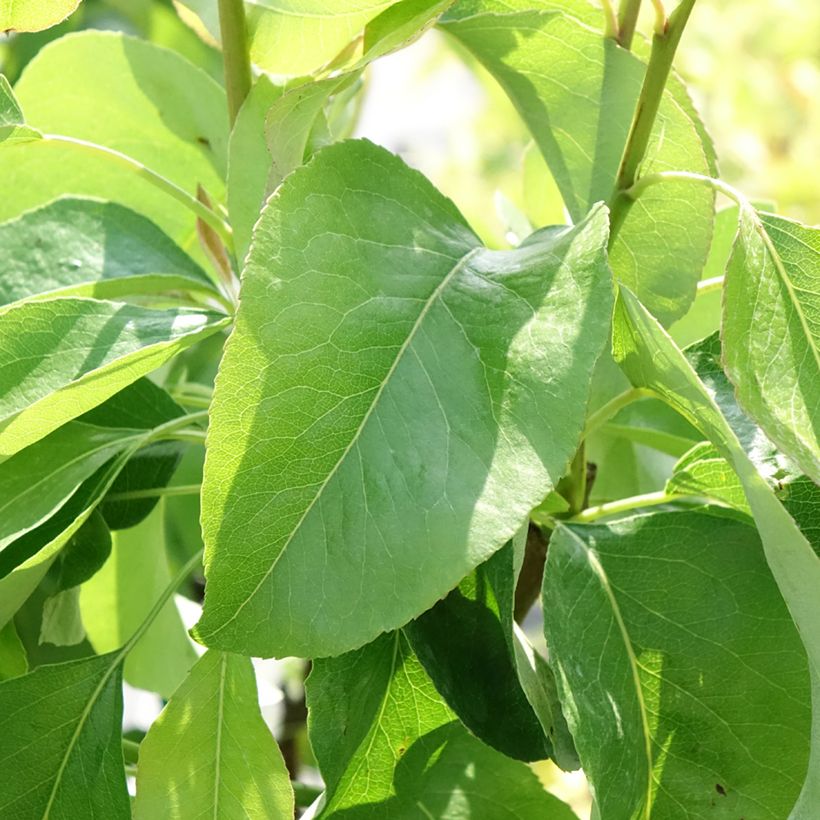 Poirier nain Fruit Me Pear Me William Bon-Chrétien (Foliage)
