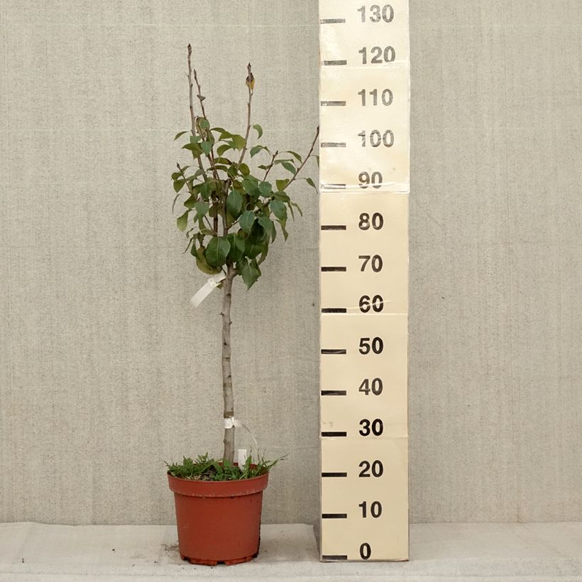 Example of Poirier General Leclerc - Pyrus communis Pot de 7,5L/10L, Gobelet as you get in automne