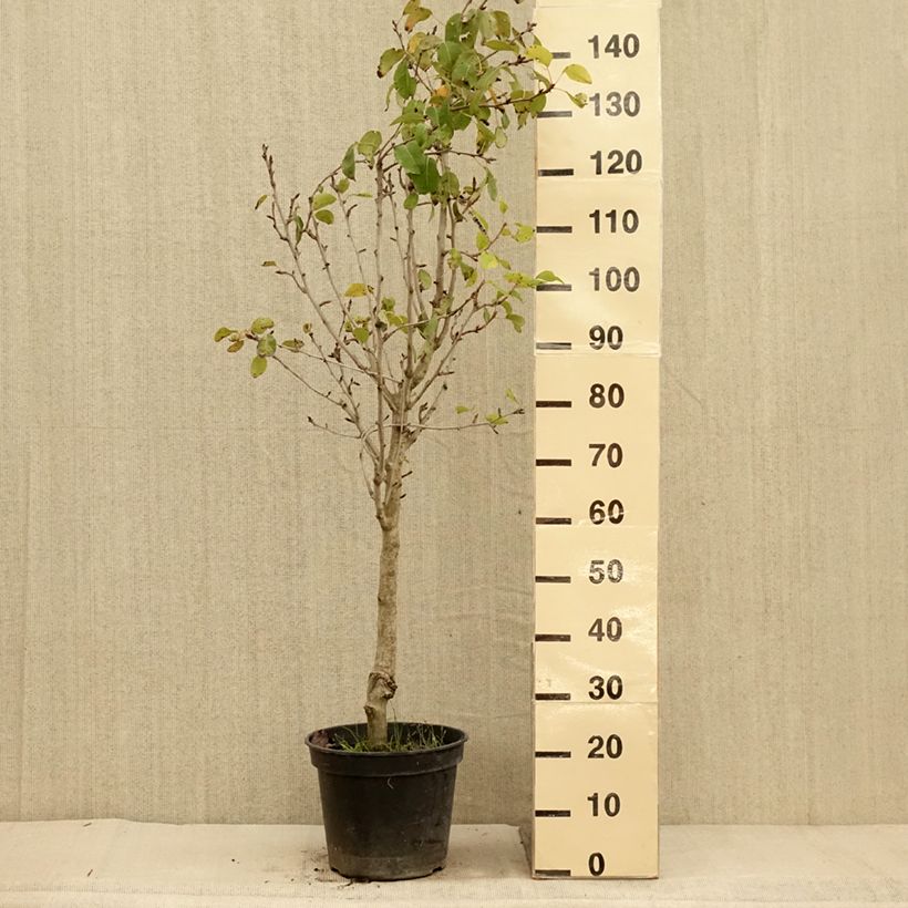 Example of Poirier Jeanne d’Arc - Pyrus communis Pot de 7,5L/10L, Gobelet as you get in automne