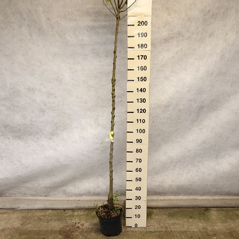 Example of Poirier Triomphe de Vienne Pot de 7,5L/10L, Haute-Tige as you get in automne