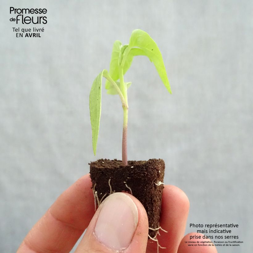 Example of Poivron Bellania F1 Bio Mini-motte Ø 3/4 cm as you get in printemps