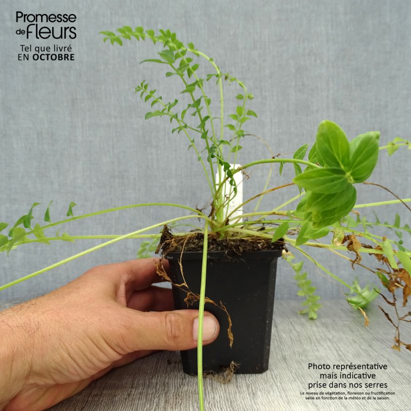 Example of Polemonium caeruleum Album Godet de 8/9 cm as you get in automne