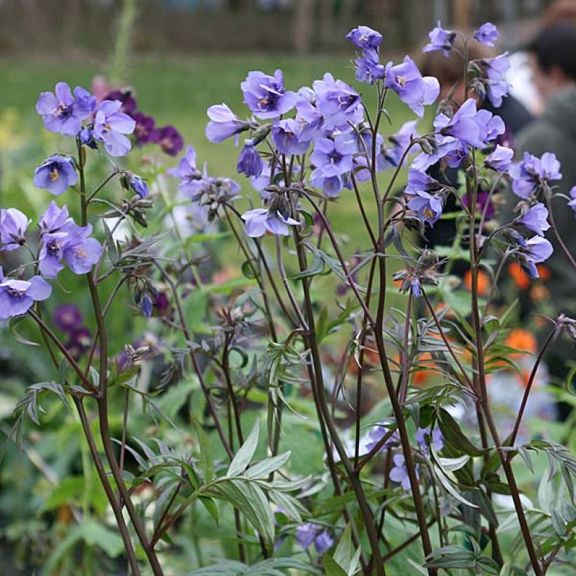 Polemonium Bressingham Purple  (Plant habit)
