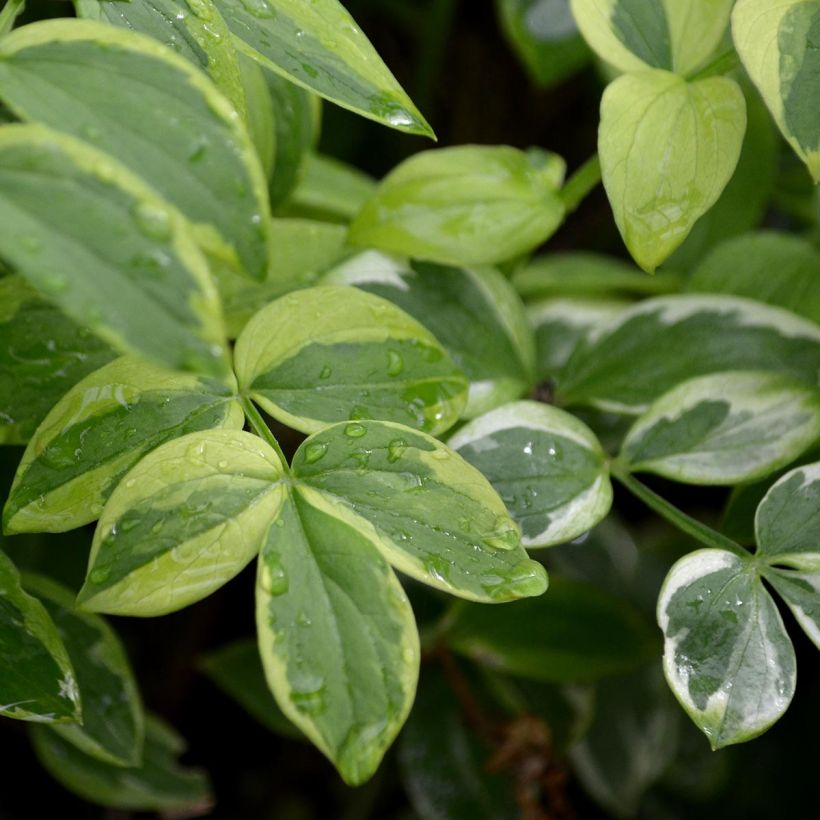 Polemonium Stairway to Heaven (Foliage)