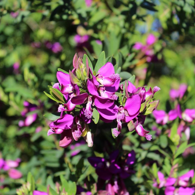 Polygala myrtifolia - Polygale à feuilles de myrte (Flowering)