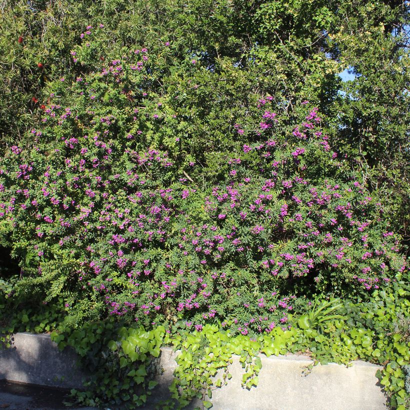 Polygala myrtifolia - Polygale à feuilles de myrte (Plant habit)