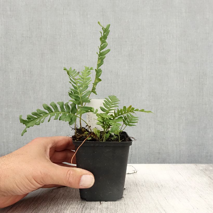 Example of Polypodium vulgare Bifido Multifidum - Fougère Godet de 8/9 cm as you get in automne