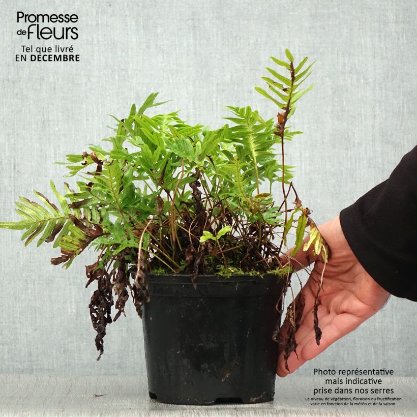 Example of Polypodium Whitley Giant - Fougère, Polypode Pot de 2L/3L as you get in hiver