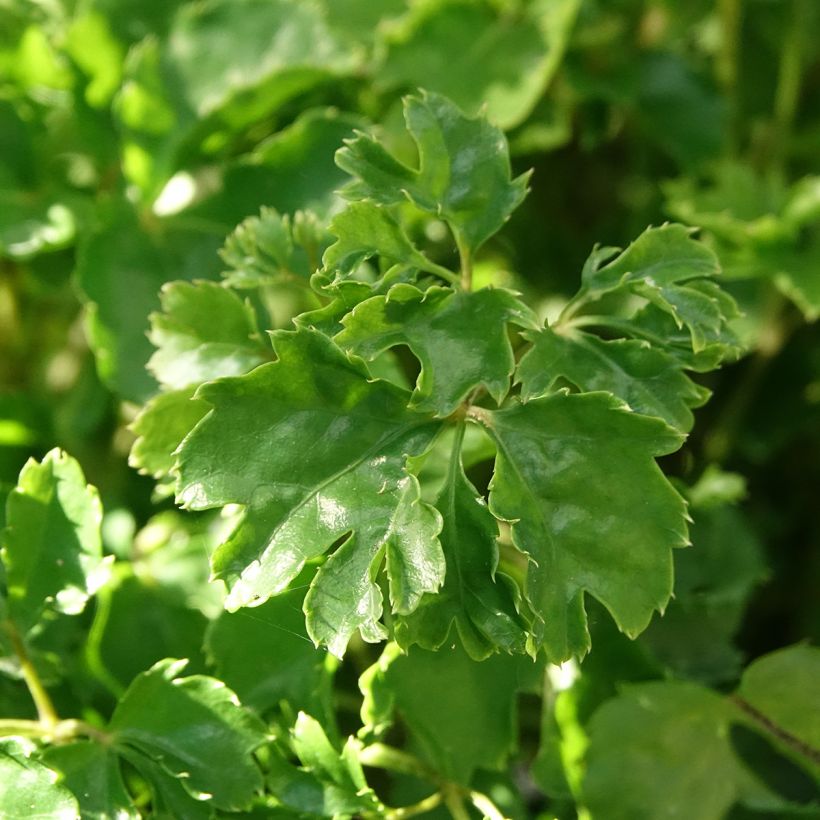 Polyscias balfouriana Butterfly - Aralia de Balfour (Foliage)