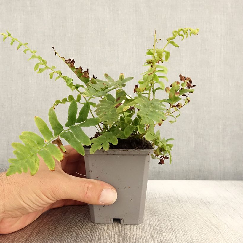 Example of Polystichum acrostichoides - Fougère de Noël Godet de 8/9 cm as you get in automne
