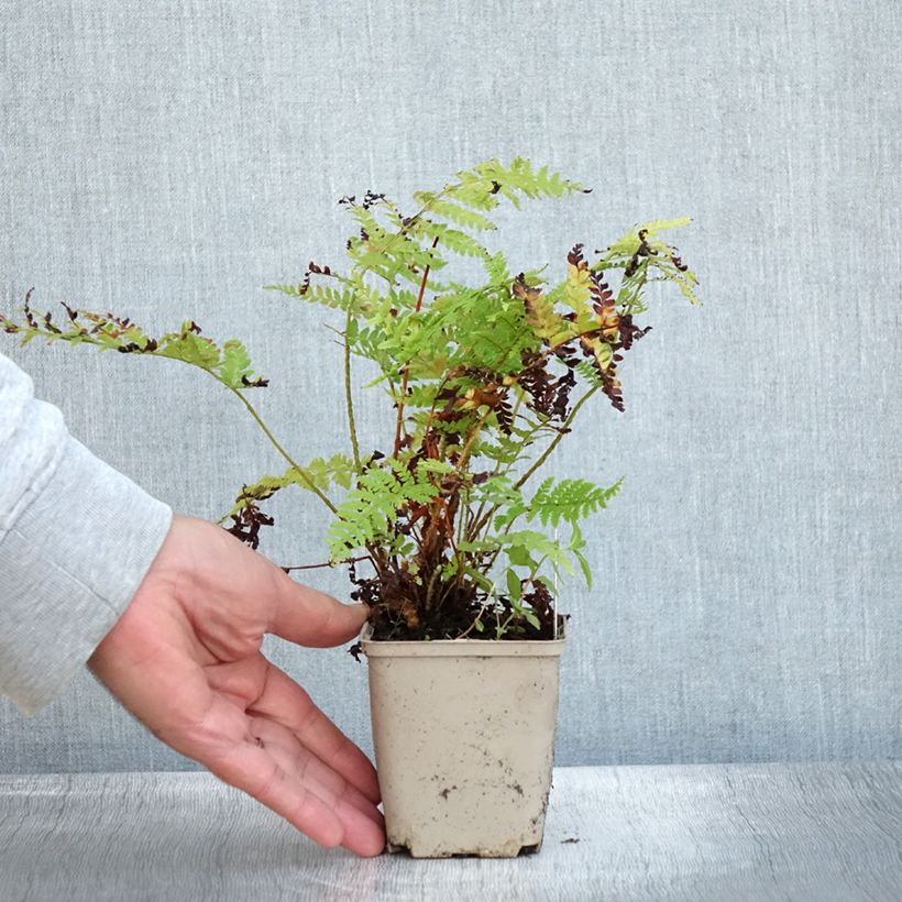 Example of Polystichum braunii - Fougère Godet de 8/9 cm as you get in automne