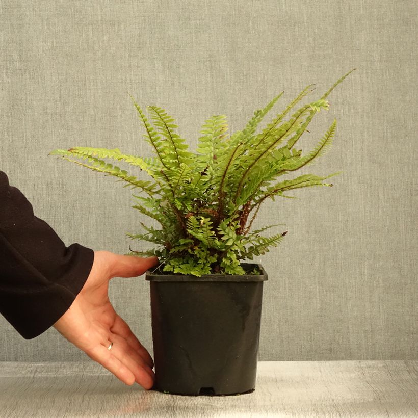 Example of Polystichum neolobatum - Fougère sabre  Pot de 2L/3L as you get in automne