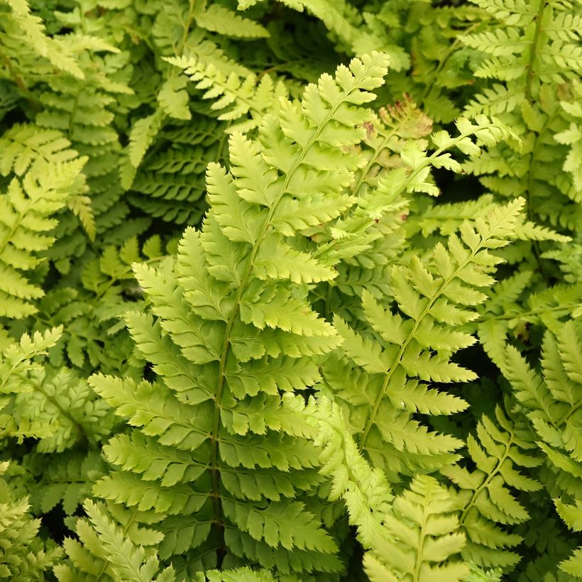 Polystichum setiferum - Aspidie à cils raides Densum (Foliage)
