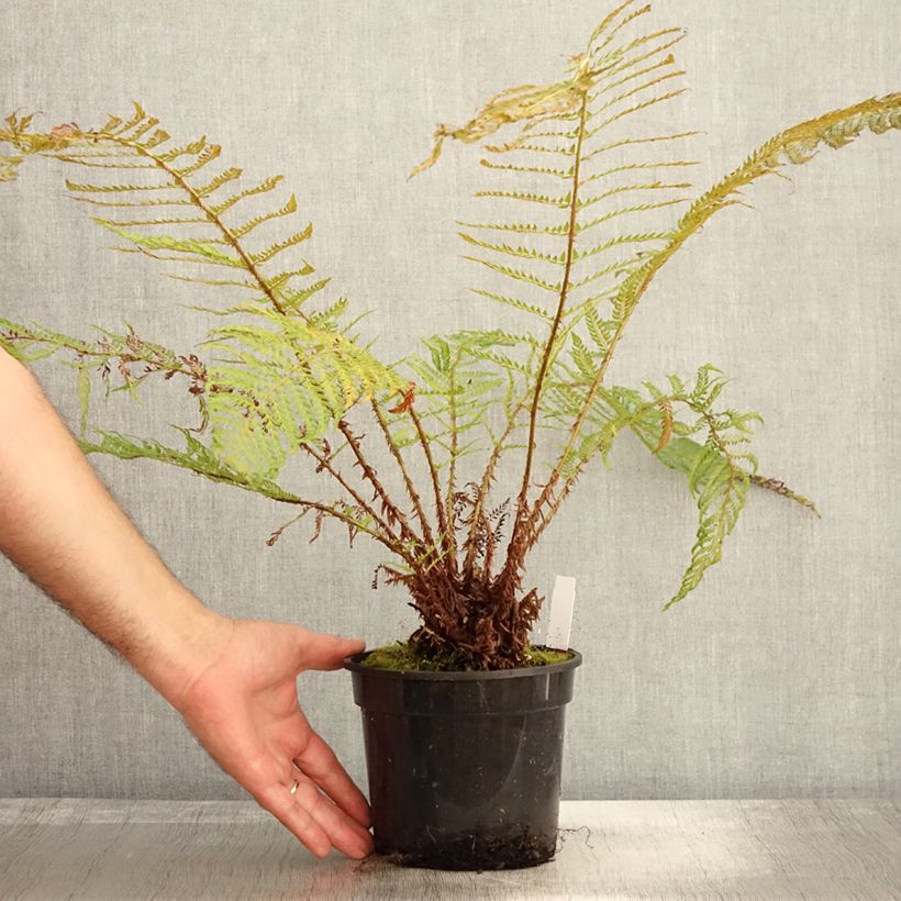 Example of Polystichum setiferum Plumosum Bevis - Aspidie à cils raides Pot de 2L/3L as you get in automne