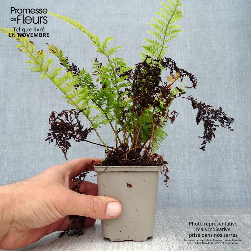 Example of Polystichum setiferum Proliferum - Fougère Godet de 8/9 cm as you get in automne