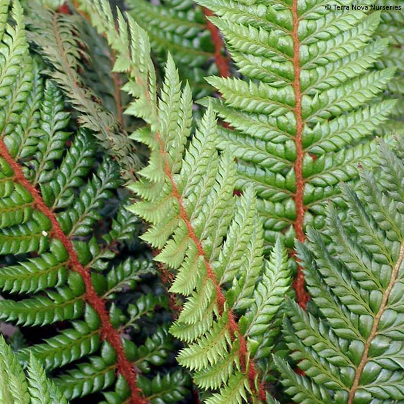 Polystichum Shiny Holy Fern - Fougère persistante  (Foliage)