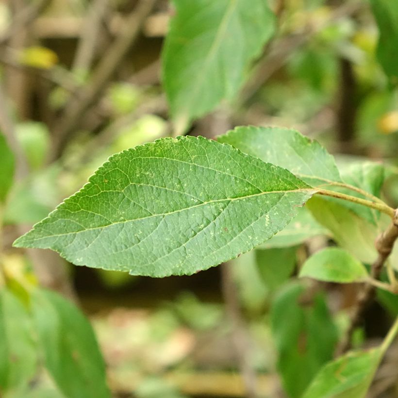 Pommier Antares (Foliage)