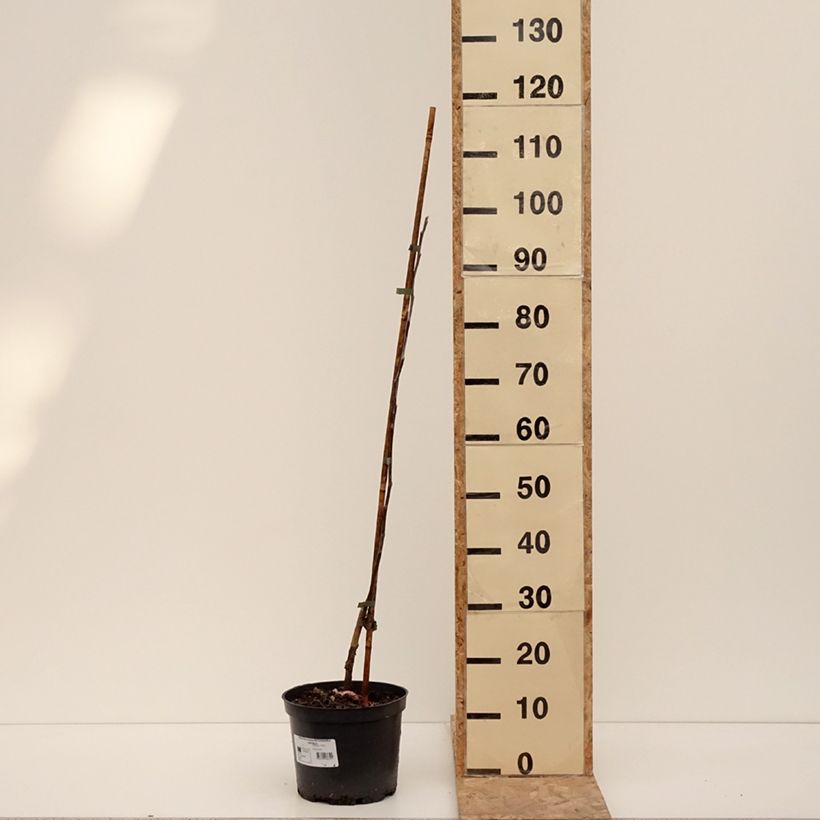 Example of Pommier Antonówka Zwykła Pot de 4L/5L, Scion as you get in hiver