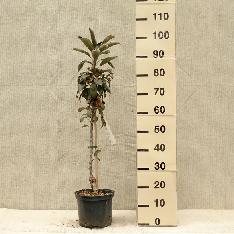 Example of Pommier Ballerina Red Leaf Pot de 4L/5L as you get in ete
