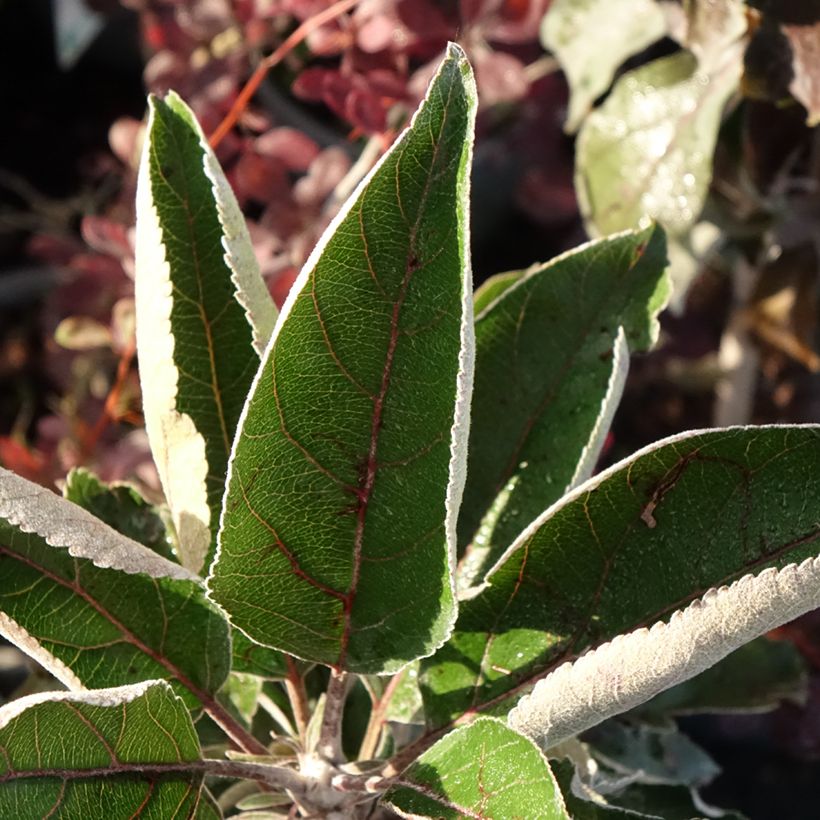 Pommier Ballerina Red Leaf (Foliage)