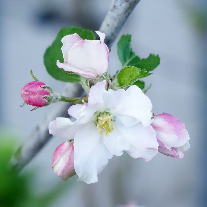Pommier Belle de Boskoop Bio (Flowering)