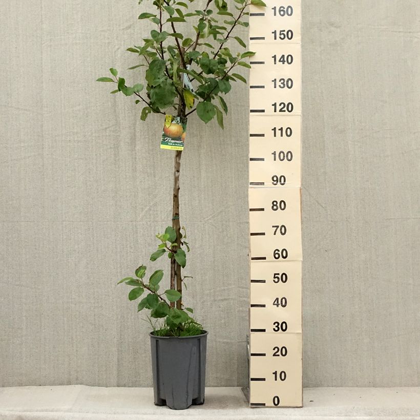 Example of Pommier Belle de Boskoop Pot de 7,5L/10L, Demi-Tige as you get in ete