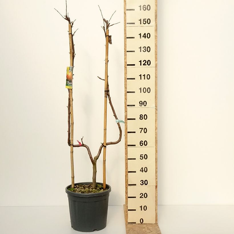 Example of Pommier Belle de Boskoop Pot de 12L/15L, Palmette simple U as you get in hiver