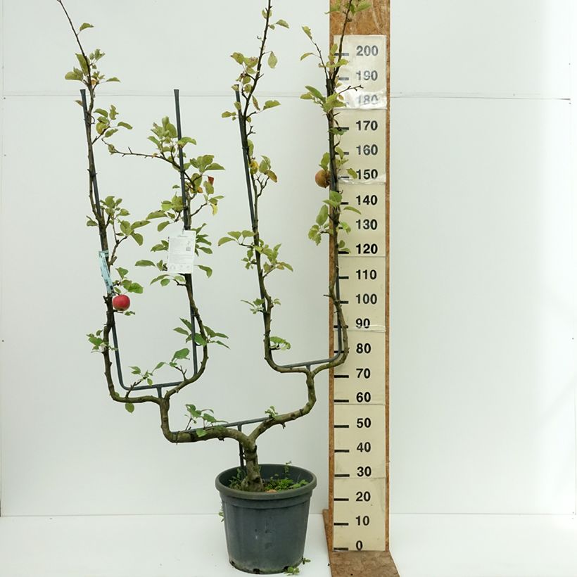 Example of Pommier Belle de Boskoop Pot de 12L/15L, Palmette double U as you get in ete