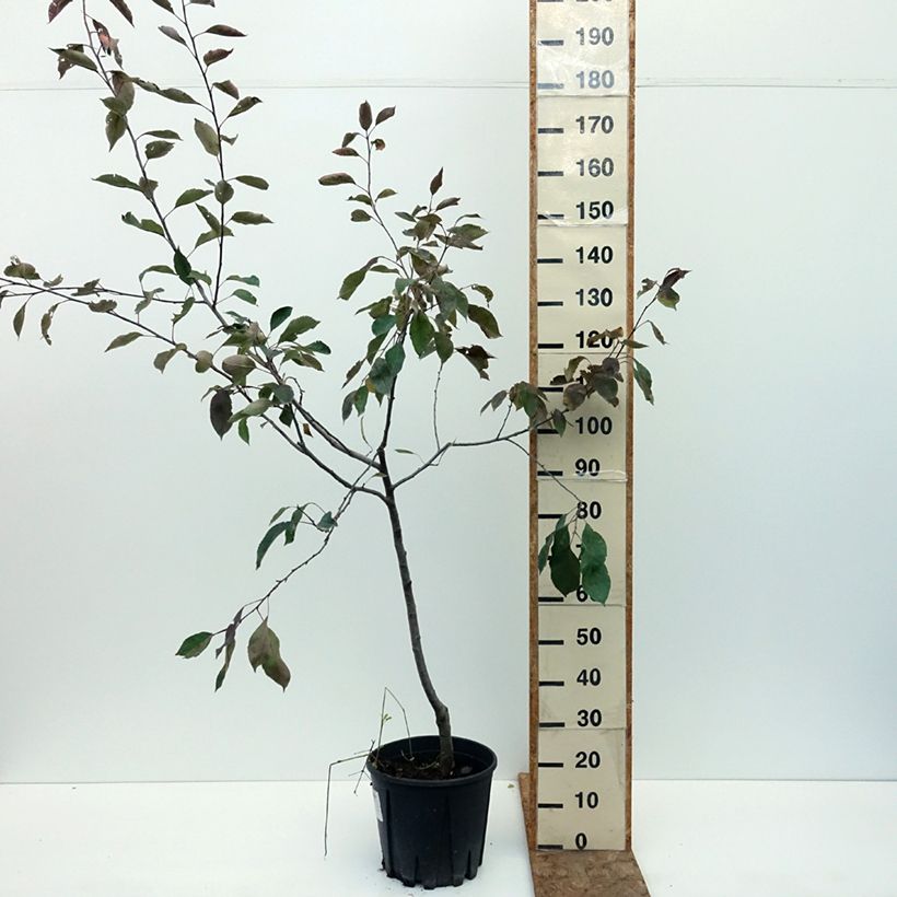 Example of Pommier Blush rosette - pomme sanguine Pot de 7,5L/10L, Gobelet as you get in ete