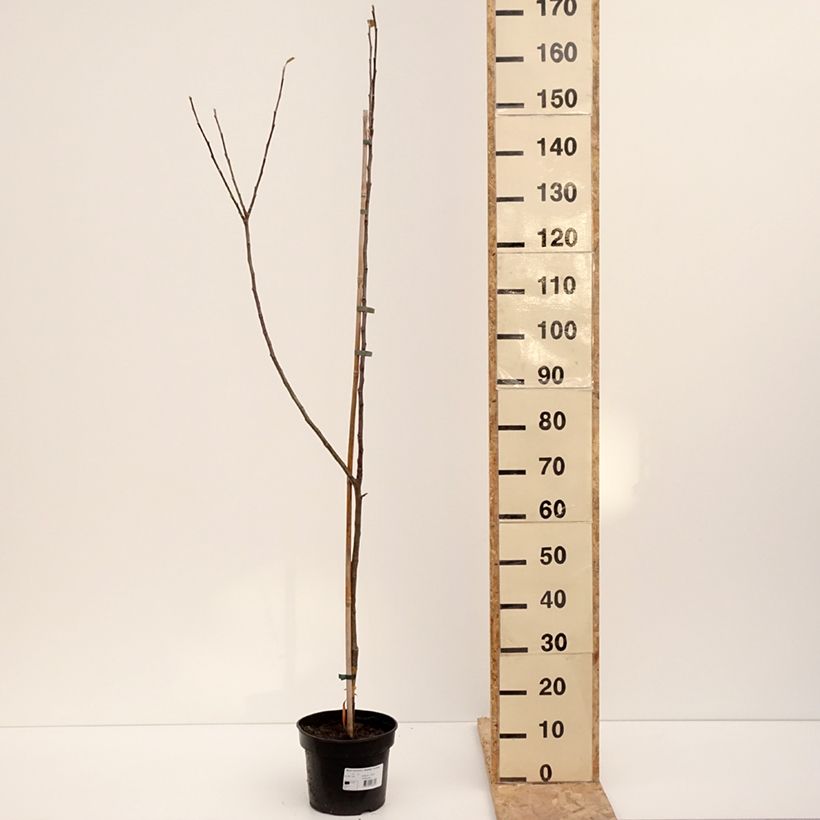 Example of Pommier Bramley's Seedling Pot de 4L/5L, Scion as you get in hiver