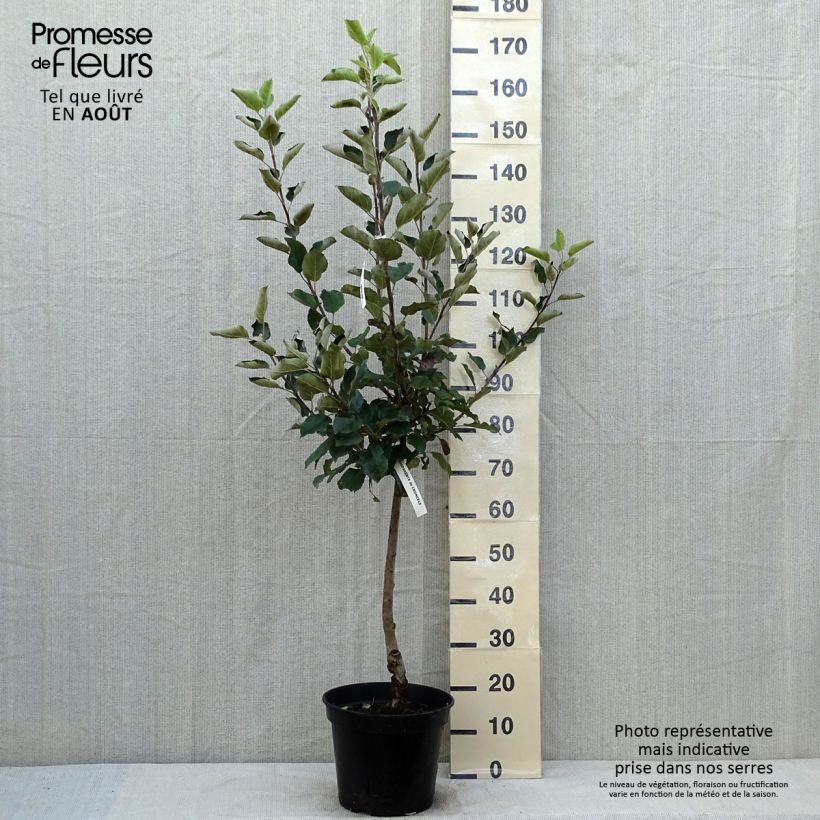 Example of Pommier Calville Blanche - Malus domestica Pot de 7,5L/10L, Gobelet as you get in ete