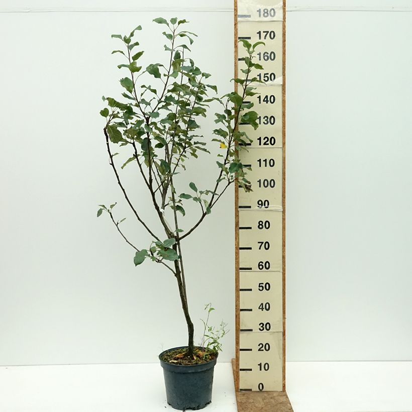Example of Pommier Calville Rouge d'Hiver Pot de 7,5L/10L, Gobelet as you get in ete