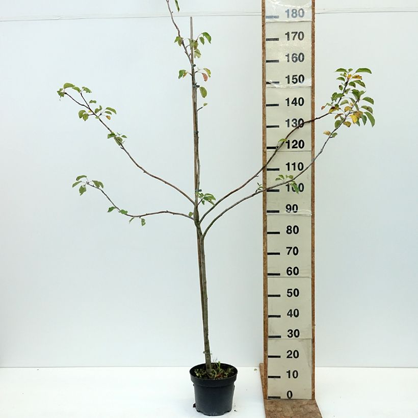 Example of Pommier Charłamowskie Pot de 4L/5L, Scion as you get in ete