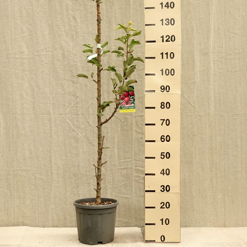 Example of Pommier colonnaire Ballerina Maypole Pot de 7,5L/10L, Colonnaire as you get in automne