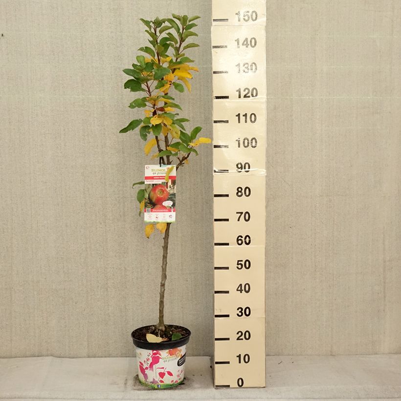 Example of Pommier colonnaire Rhapsodie Pot de 6L/7L, Colonnaire as you get in automne
