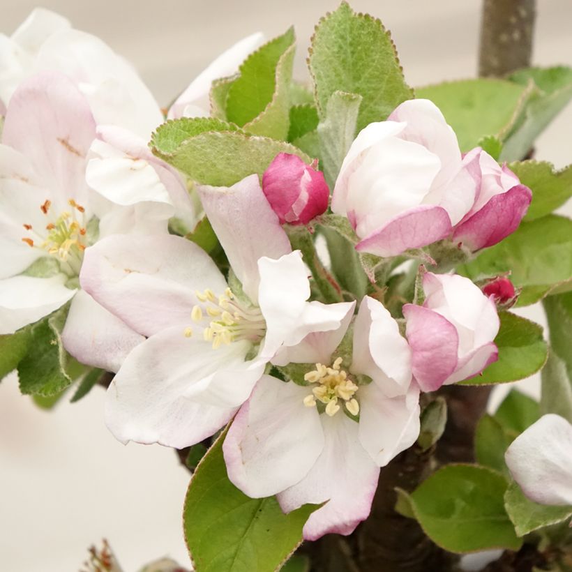 Pommier colonnaire Rhapsodie (Flowering)