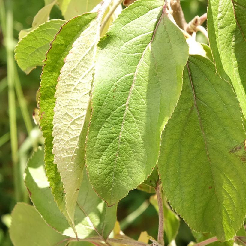 Pommier colonnaire Villandry - Georges Delbard (Foliage)
