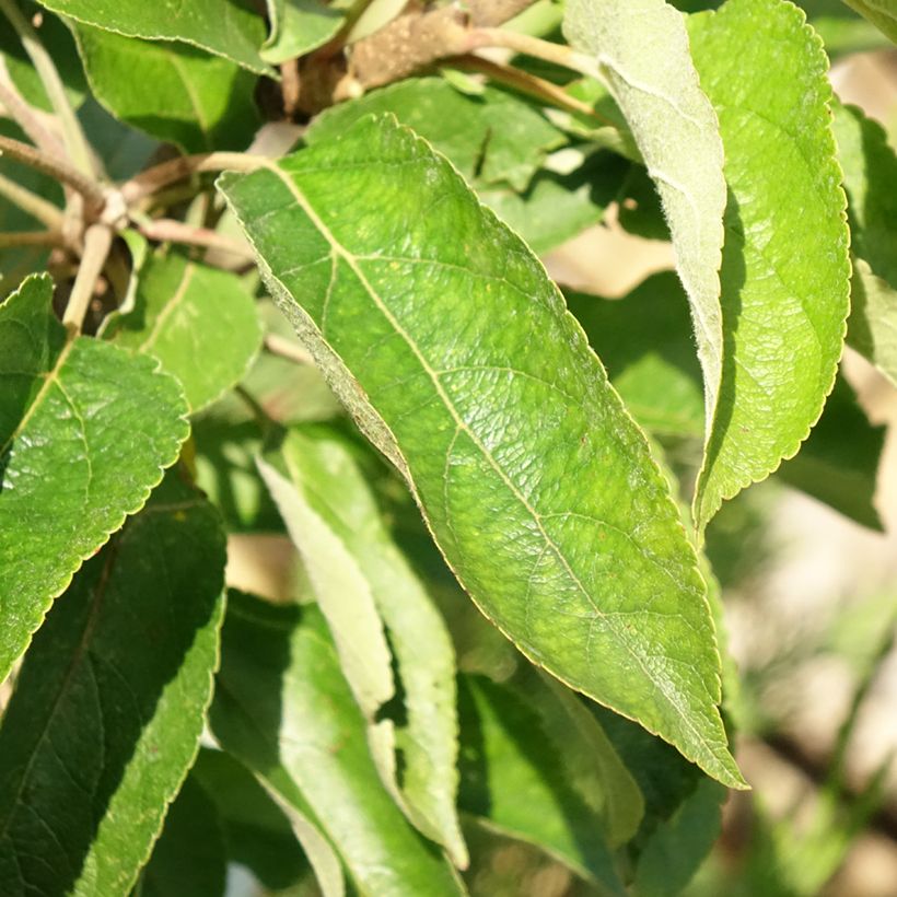 Pommier colonnaire Courson - Georges Delbard  (Foliage)