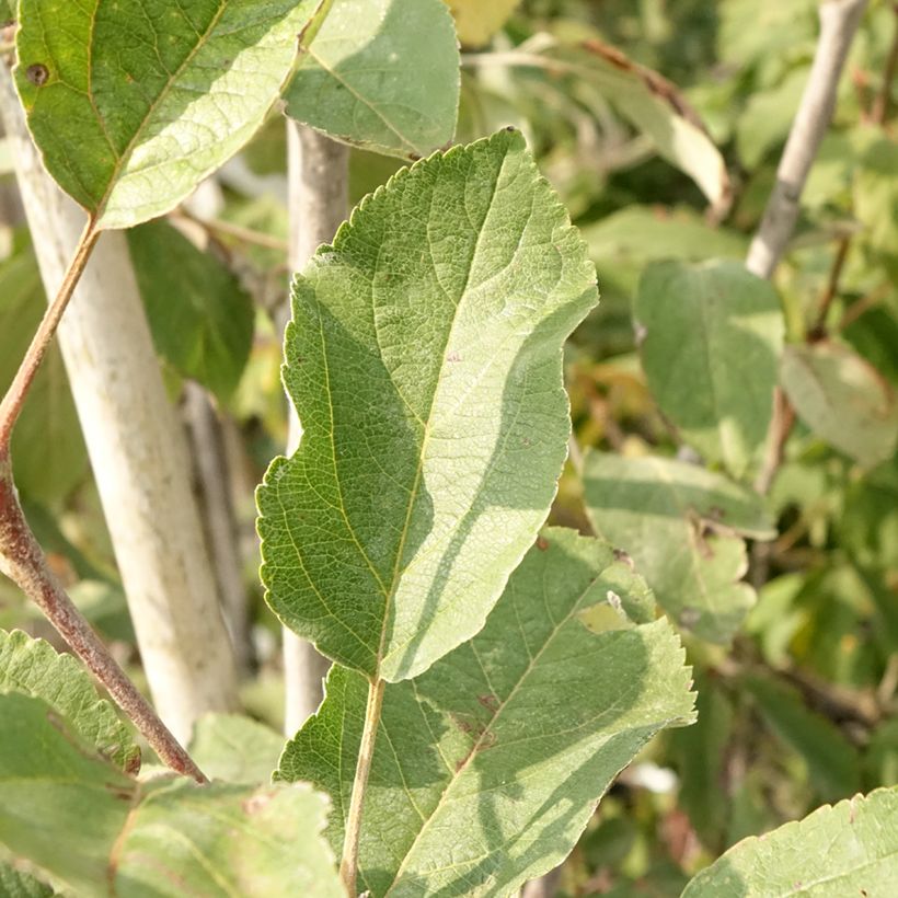 Pommier Cox's Orange Pippin (Foliage)
