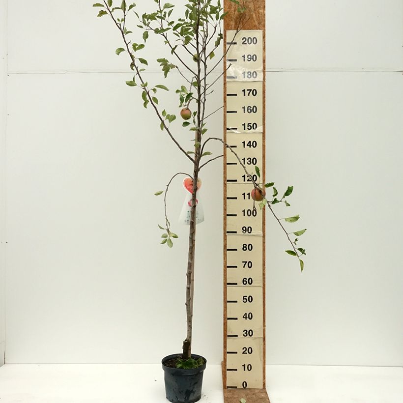 Example of Pommier Cox's Orange Pippin Pot de 7,5L/10L, Demi-Tige as you get in ete
