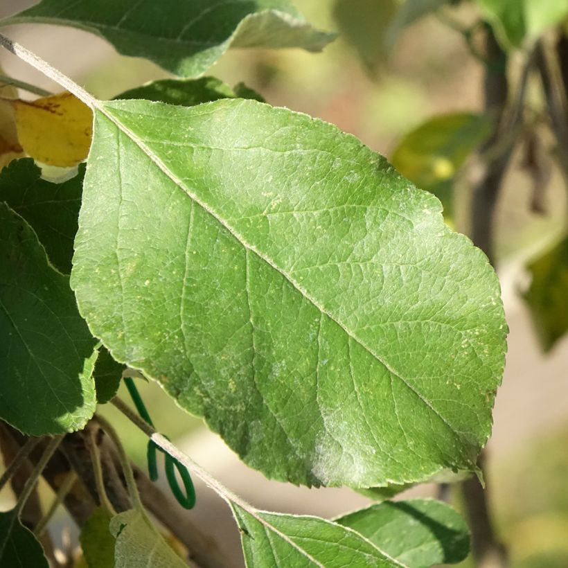 Pommier Cybèle - Georges Delbard (Foliage)