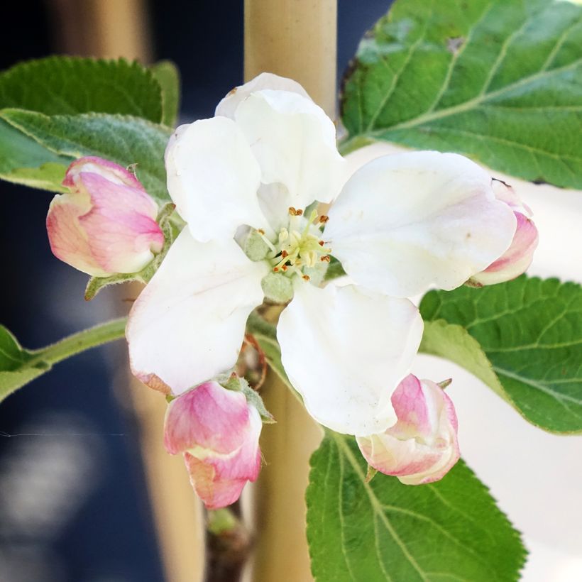 Pommier Cynamonówka Prążkowana (Flowering)