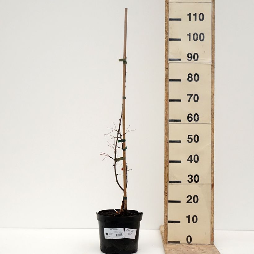 Example of Pommier d'ornement - Malus Adirondack Pot de 4L/5L as you get in hiver