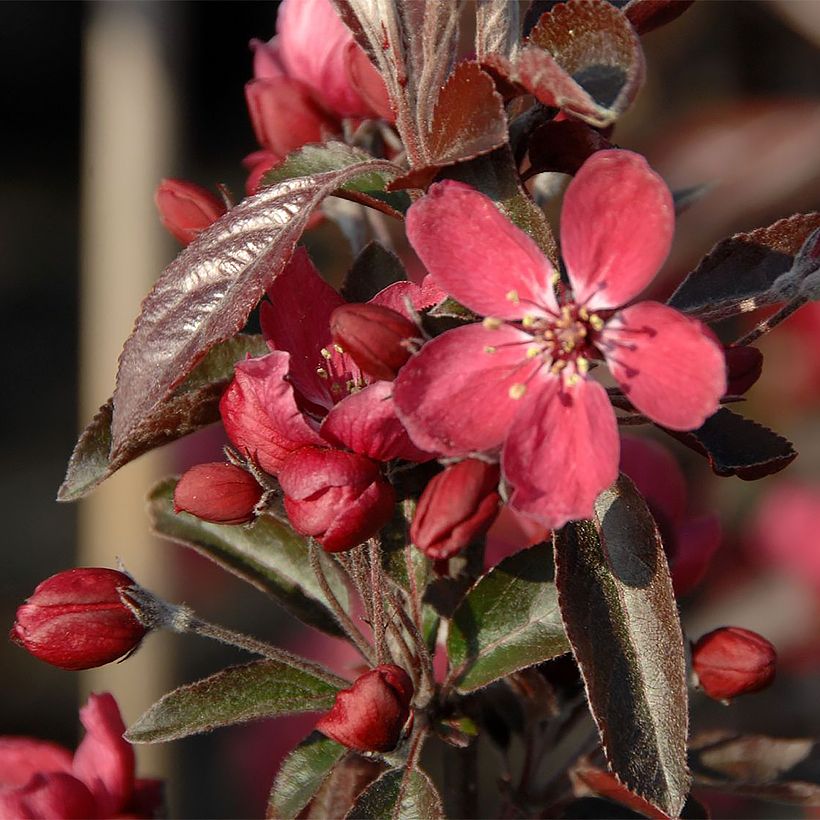 Pommier d'ornement - Malus Dark Rosaleen (Flowering)