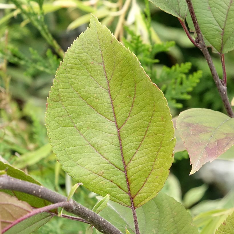 Pommier d'ornement - Malus Eleyi (Foliage)