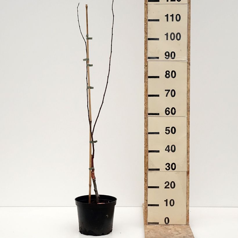 Example of Pommier d'ornement - Malus Eleyi Pot de 4L/5L as you get in hiver