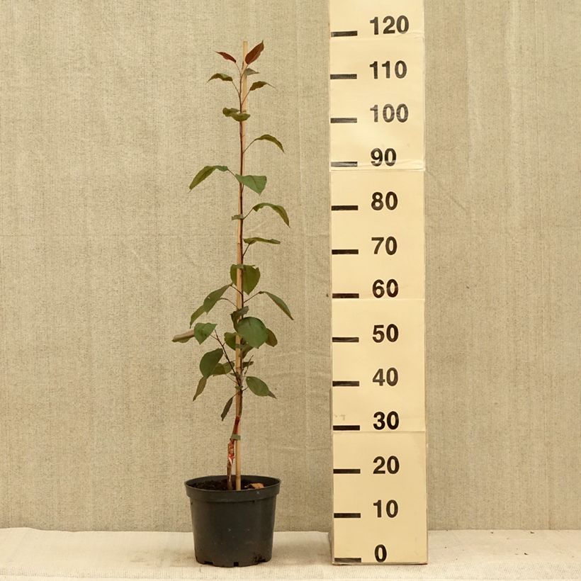 Example of Pommier d'ornement - Malus Hopa Pot de 4L/5L as you get in ete