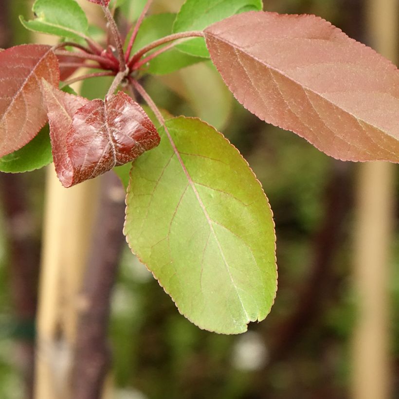 Pommier d'ornement - Malus Hyvingiensis (Foliage)